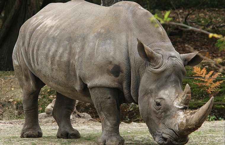 rhinoceros-and-what-we-need-to-know-about-them